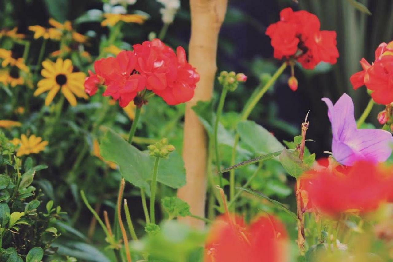 Glanmor Garden Swansea